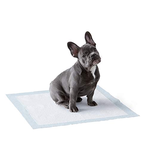 Amazon Basics - tapetes higiênicos absorventes para ...
