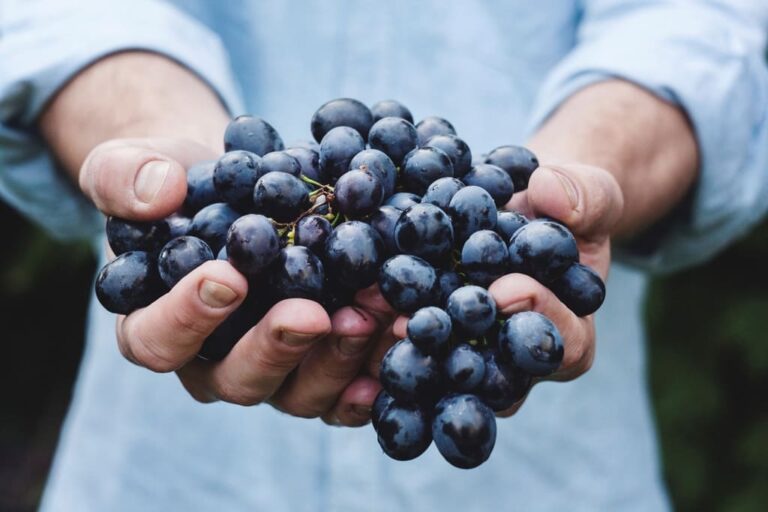 Sementes de uva: propriedades das sementes de uva