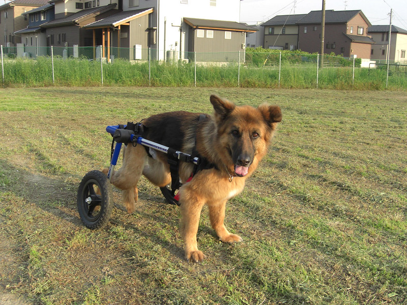 carrinho para cães com deficiência
