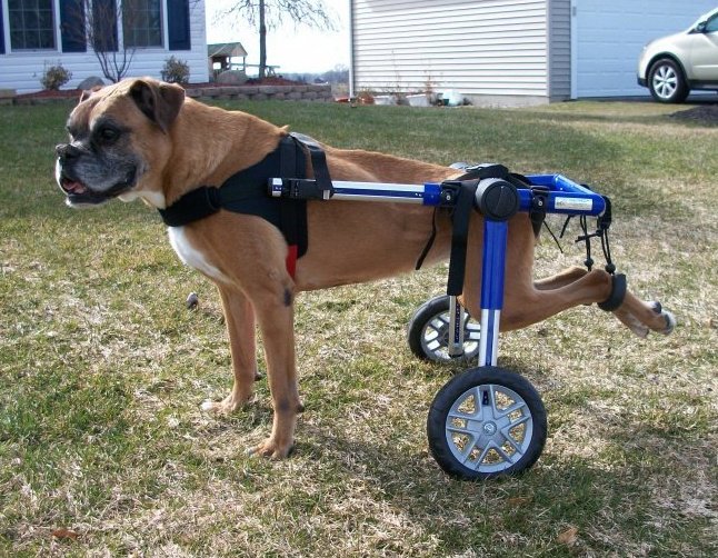 melhores carrinhos para cães com deficiência
